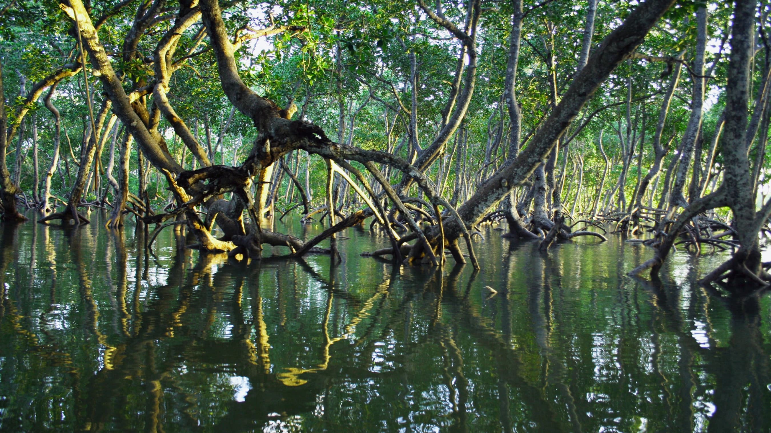Photo de la mangrove