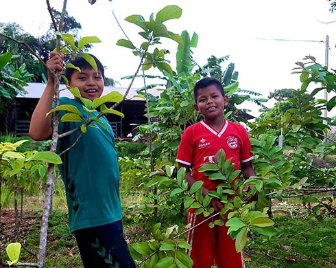 AMAZONIE UN ARBRE POUR LA VIE