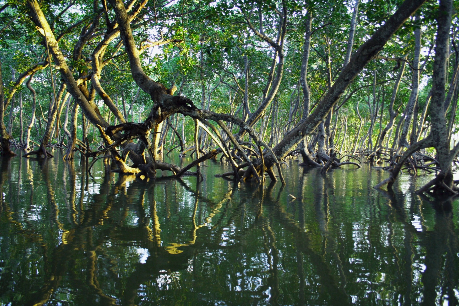 Photo de la mangrove