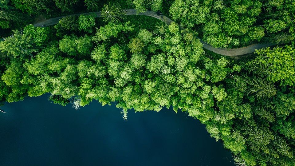 Vue aérienne d'une fôret